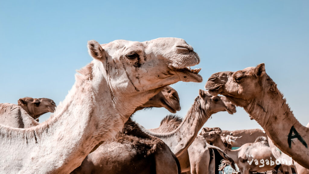 targ wielbłądów Omdurman