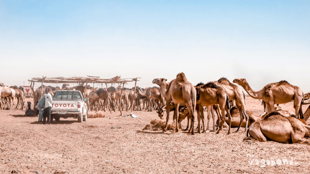 targ wielbłądów Omdurman